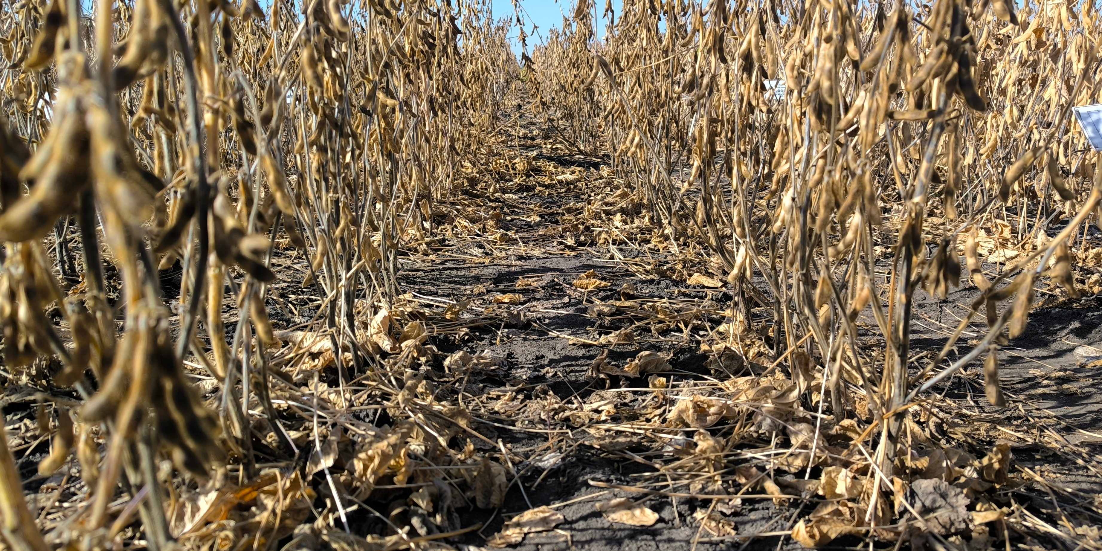 Логотип проекта Компьютерное зрение для анализа фенотипических данных сои